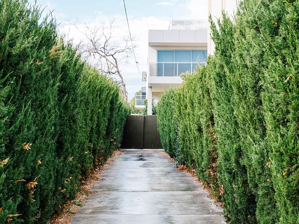 Jakie rośliny posadzić wzdłuż ogrodzenia